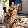 Wangbal is registered to the contest to win money with this photo: animal, cat, concrete, curious, daylight, domestic_cat, feline, gate, outdoor, paw, pet, playful, raised_paw, shadow, sitting, striped, sunlight, tabby, toy, wall