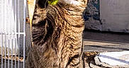 Wangbal joined the competition — help win amazing prizes! animal, cat, concrete, curiosity, daylight, door, ears, feline, ground, outdoor, paw, pet, playful, scratching, shadow, striped, sunlight, tabby, toy, whiskers