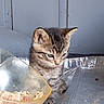 kitten, tabby, cat, animal, pet, food_bowl, indoor, curious, young, small, feline, gray, striped, cute, domestic_animal, fur, whiskers, ears, floor, wall