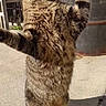 Wangbal is registered to the contest to win money with this photo: alert, animal, barrel, cat, concrete, curious, daytime, domestic_cat, fence, fur, outdoor, paw, pet, playful, raised_paws, shadow, standing, sunlight, tabby, whiskers