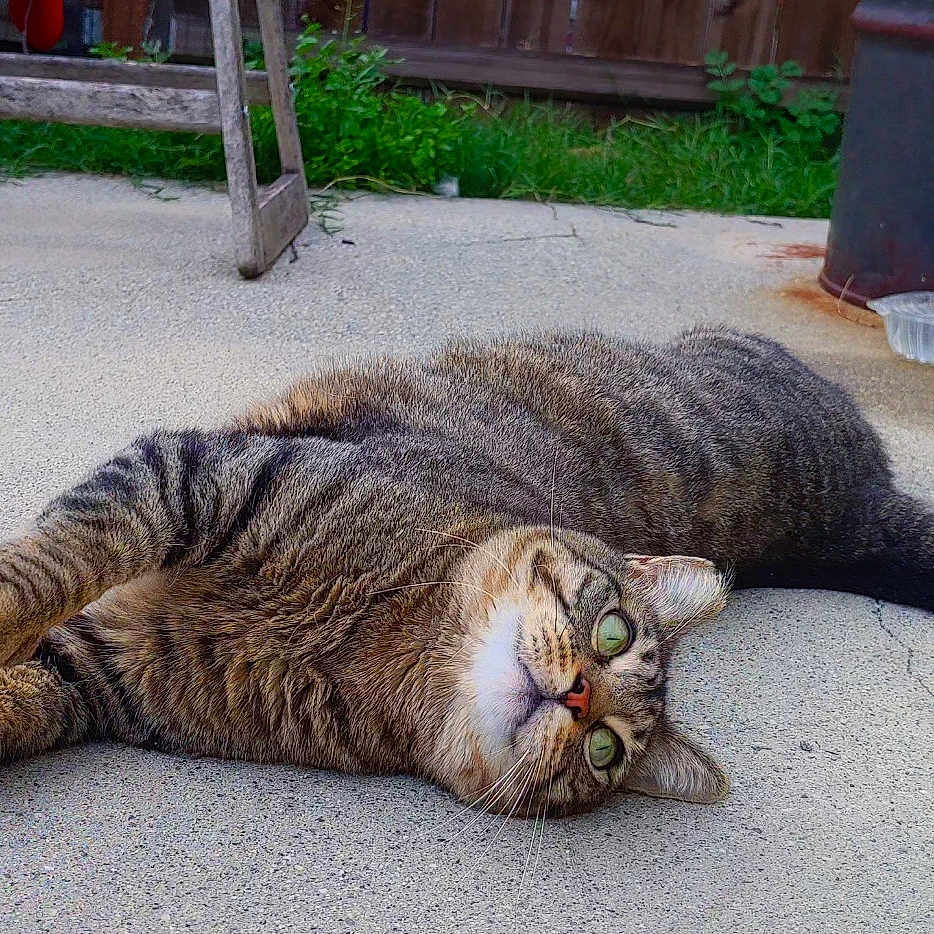 Wangbal joined the competition — help win amazing prizes! animal, backyard, barrel, cat, concrete, curious, eyes, feline, fur, greenery, laying_down, outdoor, pet, plastic_container, relaxed, rustic_ladder, tabby_cat, tail, whiskers, wooden_fence