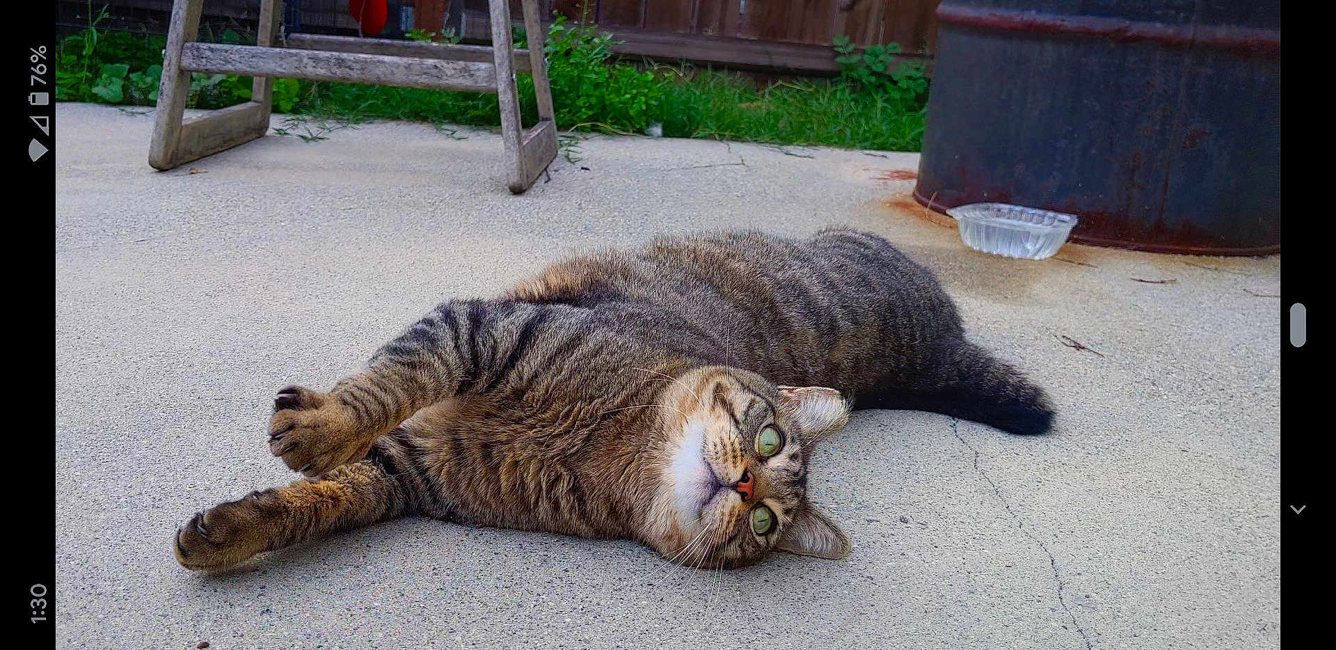 Wangbal joined the competition — help win amazing prizes! cat, tabby_cat, pet, animal, outdoor, concrete, greenery, wooden_fence, rustic_ladder, barrel, plastic_container, feline, relaxed, laying_down, curious, whiskers, fur, tail, eyes, backyard