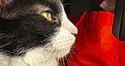 Huahua joined the competition — help win amazing prizes! animal, black_and_white, cat, close_up, curious, domestic, feline, fur, indoor, looking, mammal, pet, portrait, profile, red_background, side_view, soft_light, tuxedo_cat, whiskers, yellow_eyes