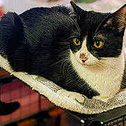 Huahua joined the competition — help win amazing prizes! cat, black_and_white, animal, pet, feline, resting, blanket, cage, indoor, fur, whiskers, tail, ears, eyes, cute, domestic, soft, relaxed, mammal, portrait