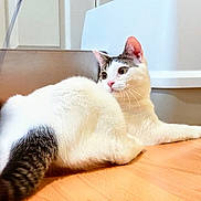 Mutkie joined the competition — help win amazing prizes! cat, white_cat, gray_patch, pet, indoor, wooden_floor, animal, feline, curious, relaxed, whiskers, ears, tail, domestic_cat, looking_away, closeup, household, fur, cute, resting