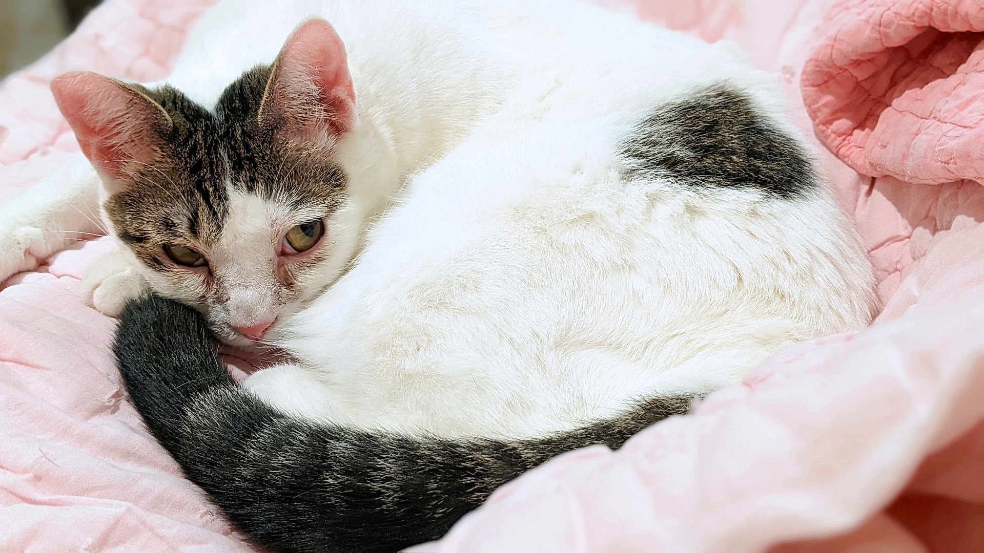Mutkie is registered to the contest to win money with this photo: cat, white_cat, gray_spots, tail, ears, pink_quilt, sleepy, cozy, fur, pet, animal, indoor, resting, cute, closeup, whiskers, soft_texture, relaxed, domestic_cat, curious