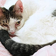 Mutkie is registered to the contest to win money with this photo: animal, cat, close_up, companion, cozy, curled_tail, cute, domestic_cat, ears, feline, indoor, pet, pink_blanket, relaxed, resting, sleeping, soft_texture, tabby_pattern, whiskers, white_fur