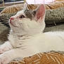 Mutkie is registered to the contest to win money with this photo: kitten, cat, pet_bed, white_fur, gray_markings, feline, resting, indoor, cozy, soft_texture, animal, cute, young_cat, whiskers, ears, paws, relaxed, looking_up, fur, domestic_cat
