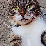 Ruby participe au concours pour gagner de l'argent avec cette photo : cat, tabby, close_up, green_eyes, fur, whiskers, pet, animal, curious, portrait, collar, outdoor, concrete_wall, feline, cute, domestic_cat, mammal, looking_at_camera, nose, ears