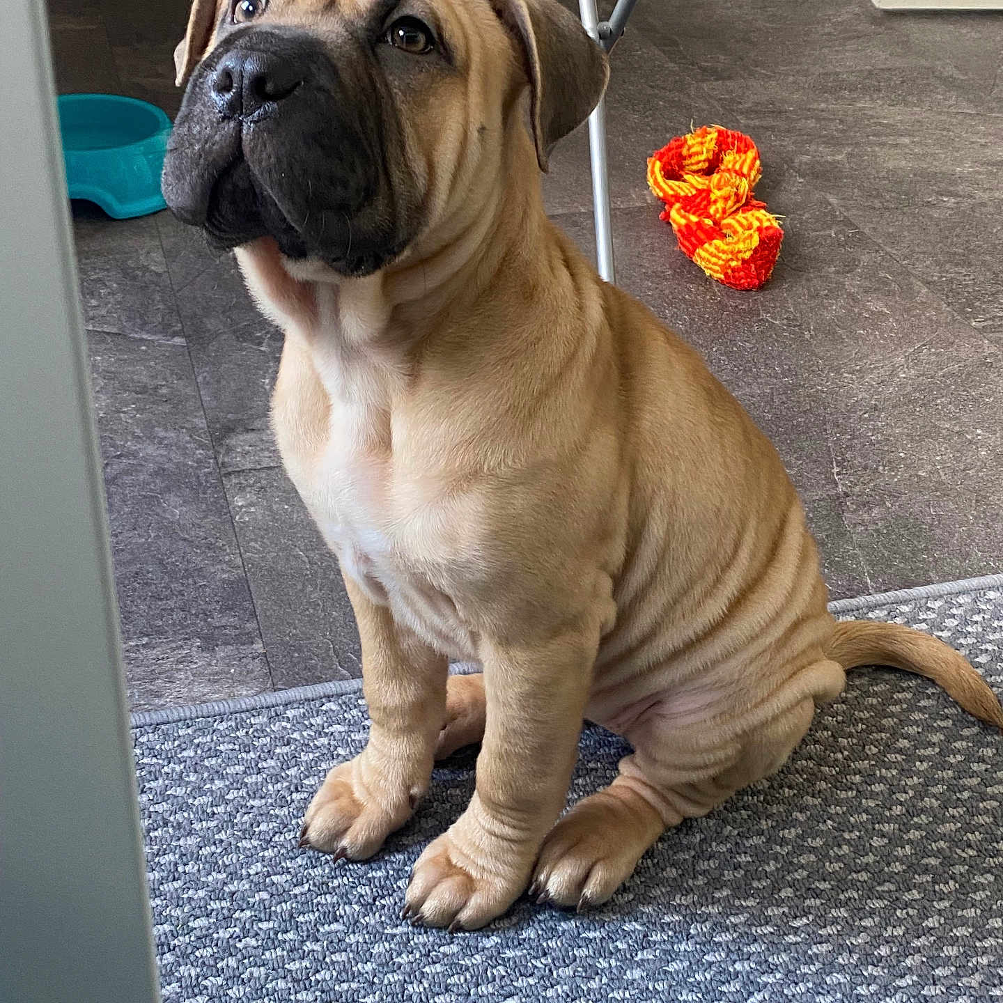 Ahsoka is registered to the contest to win money with this photo: animal, boxer, bulldog, canine, dog, flower, frenchbulldog, geranium, hound, indoors, interiordesign, mat, person, pet, petal, pitbull, plant, pottedplant, pug, puppy