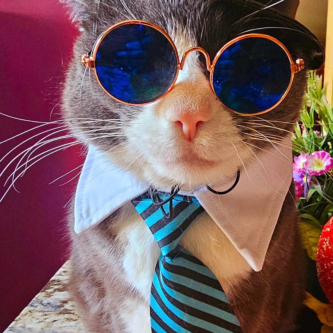 Clettis is registered to the contest to win money with this photo: accessories, cat, closeup, costume, cute, decor, domestic_cat, fashion, feline, flowers, hat, indoor, marble_countertop, pet, plush_carrot, portrait, purple_wall, sunglasses, tie, whiskers