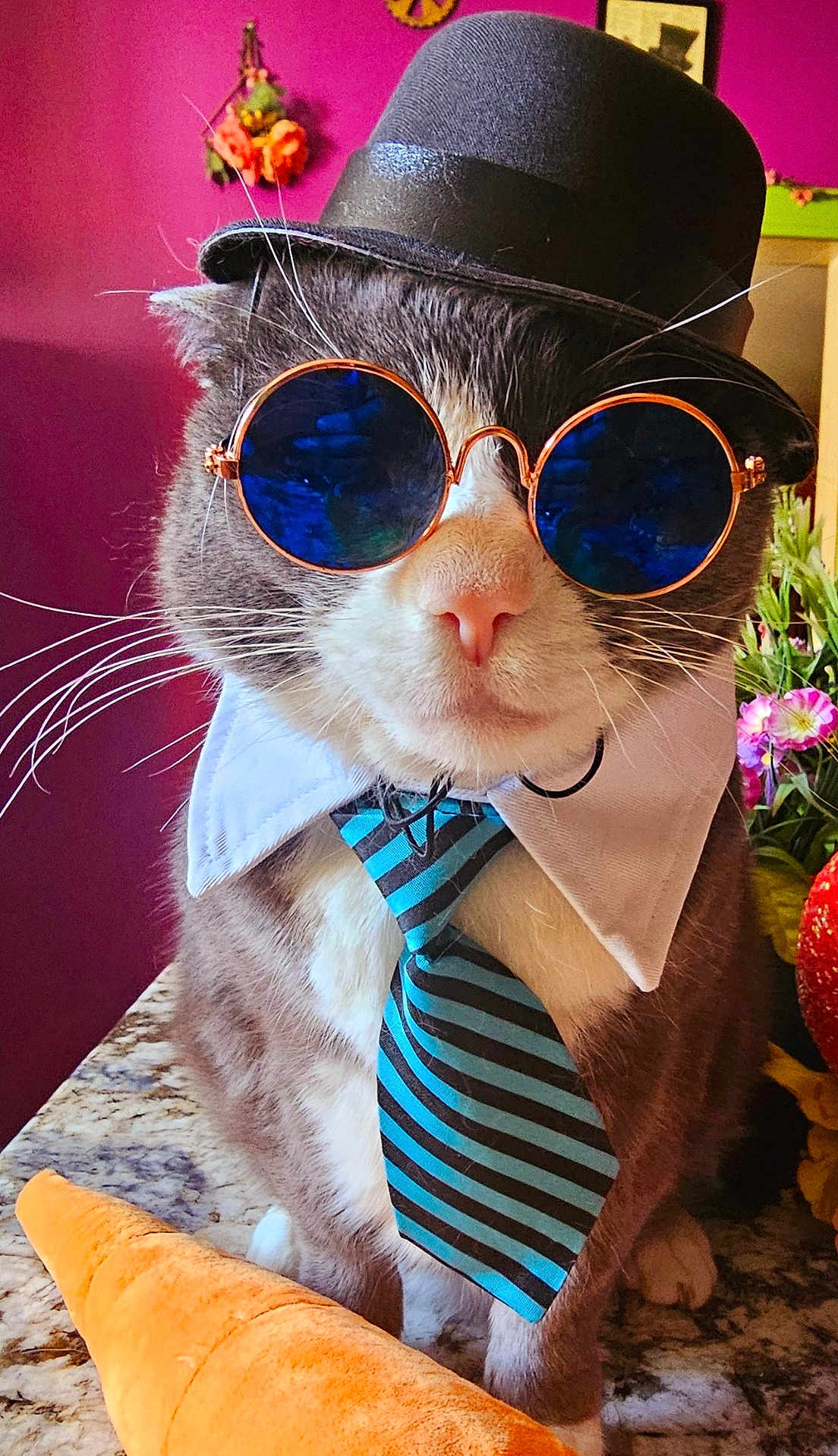 Clettis is registered to the contest to win money with this photo: accessories, cat, closeup, costume, cute, decor, domestic_cat, fashion, feline, flowers, hat, indoor, marble_countertop, pet, plush_carrot, portrait, purple_wall, sunglasses, tie, whiskers