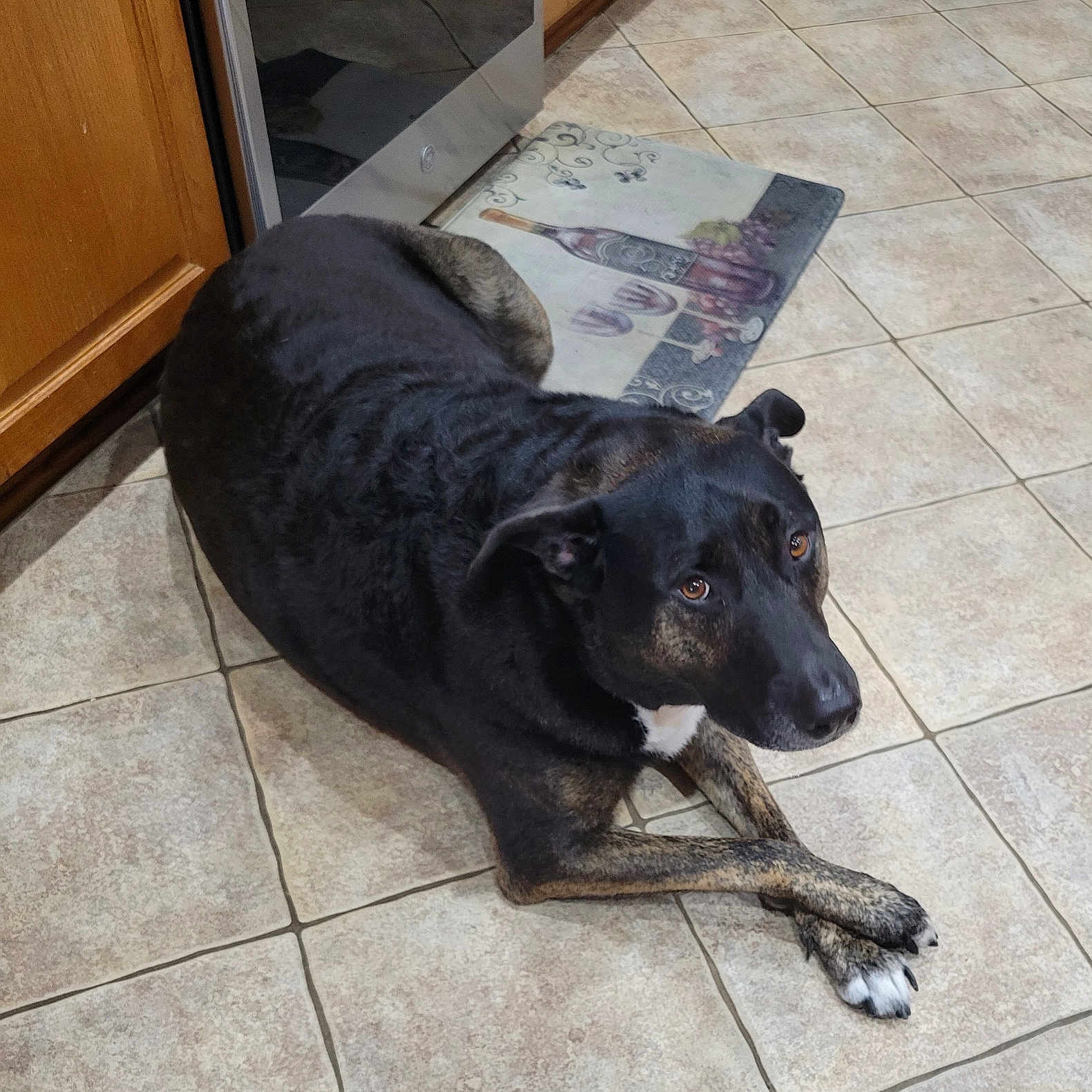 Jett is registered to the contest to win money with this photo: accessories, animal, canine, dog, door, flagstone, hardwood, homedecor, hound, labradorretriever, path, pet, plywood, puppy, rug, slate, strap, tile, walkway, wood