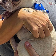 Claire joined the competition — help win amazing prizes! animal, blue_harness, casual_clothing, closeup, cute, daylight, dog, face, french_bulldog, hand, happy, holding, outdoor, person, pet, portrait, skin, small_dog, smile, tattoo