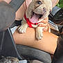 Claire joined the competition — help win amazing prizes! animal, car_interior, closeup, cute, dog, driving, expression, french_bulldog, hand, happy, lap, person, pet, puppy, red_harness, seat, seatbelt, sunlight, tongue_out, window