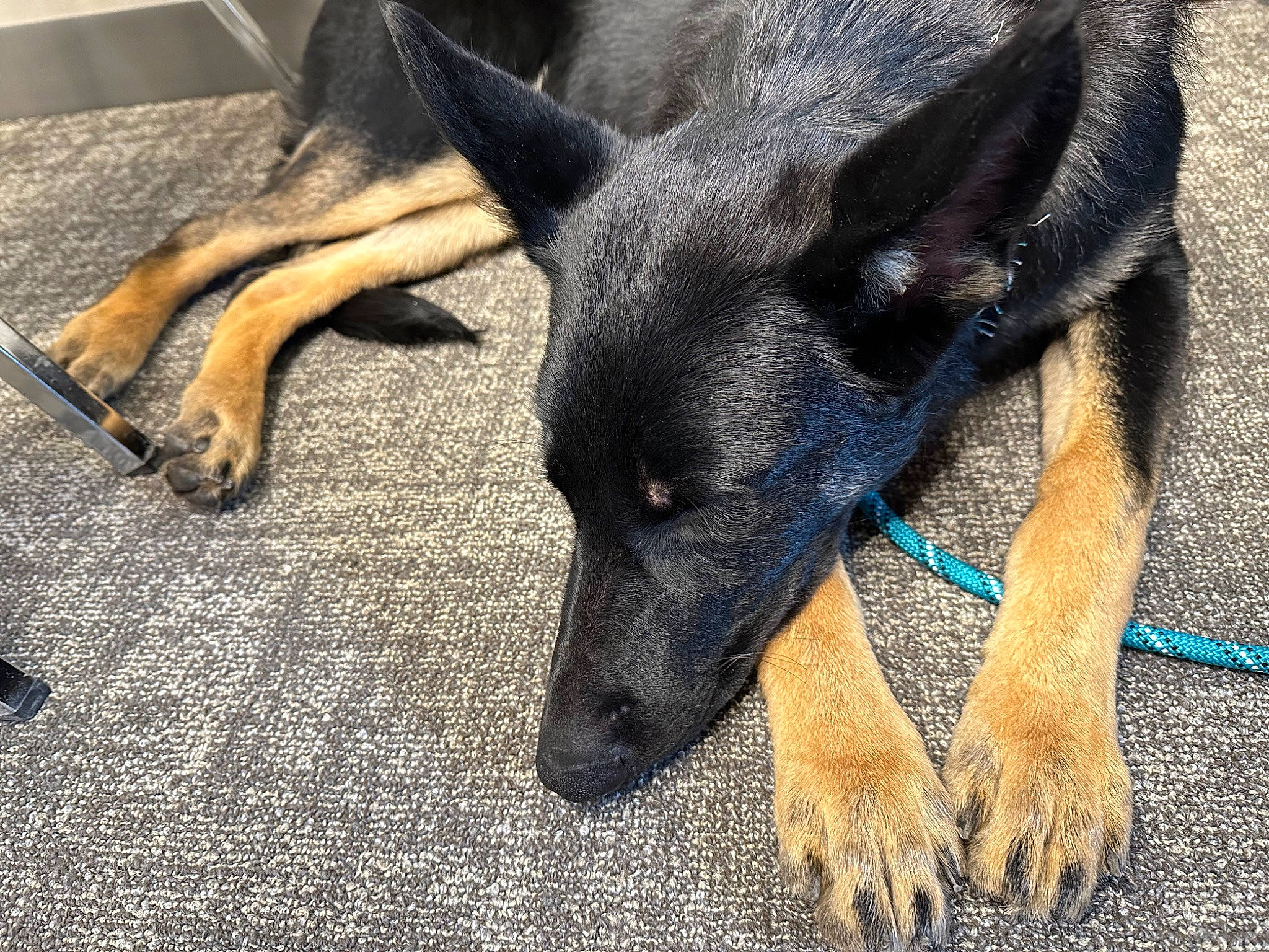 Maverick joined the competition — help win amazing prizes! canidae, carnivore, companion_dog, dog, dog_breed, east_european_shepherd, electric_blue, fawn, flooring, foot, fur, german_shepherd_dog, herding_dog, old_german_shepherd_dog, paw, snout, sporting_group, terrestrial_animal, whiskers, working_animal