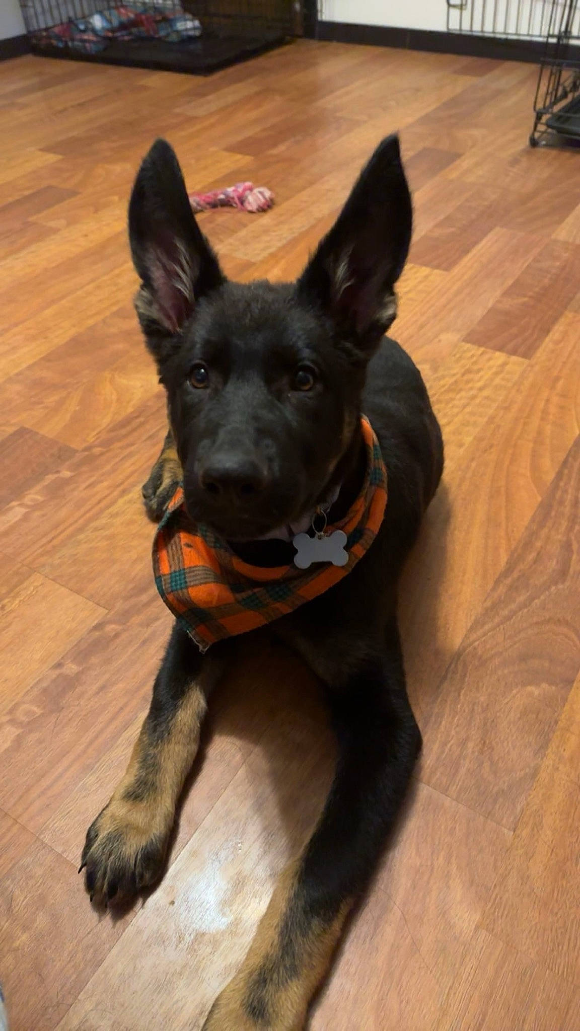 Maverick joined the competition — help win amazing prizes! art, canidae, carnivore, companion_dog, dog, dog_breed, dog_supply, fawn, flooring, fur, guard_dog, hardwood, snout, sporting_group, tail, toy_dog, whiskers, wood, working_animal, working_dog