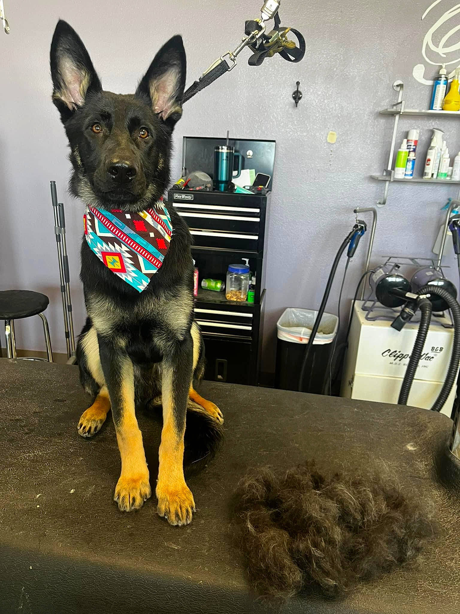 Maverick joined the competition — help win amazing prizes! canidae, carnivore, collar, companion_dog, dog, dog_breed, dog_supply, fawn, flooring, fur, grey, guard_dog, picture_frame, snout, sporting_group, television, toy_dog, whiskers, working_animal, working_dog