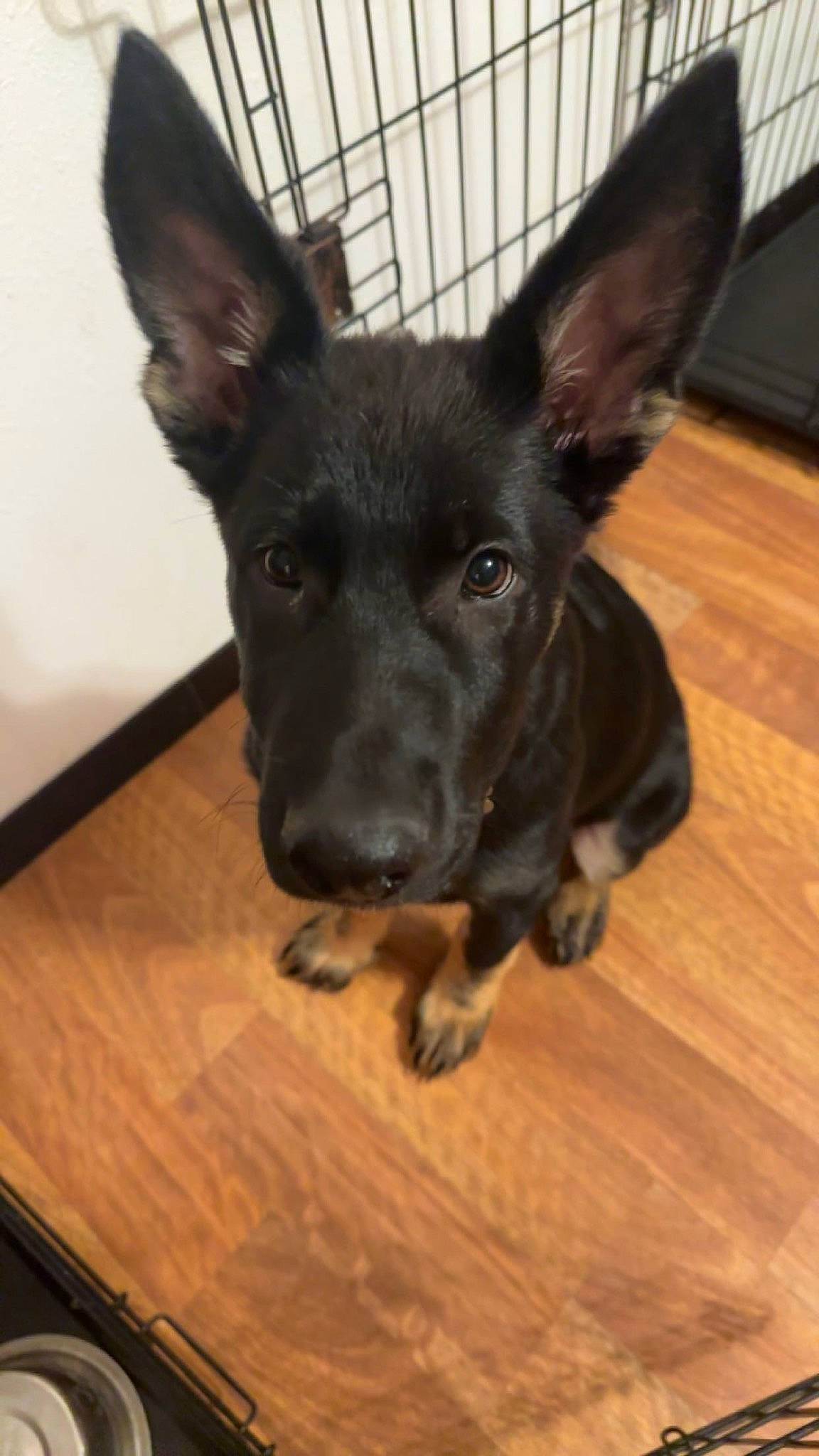 Maverick joined the competition — help win amazing prizes! canidae, carnivore, companion_dog, dog, dog_breed, ear, fawn, flooring, fur, hardwood, head, non_sporting_group, puppy, snout, sporting_group, toy_dog, varnish, whiskers, wood, working_animal