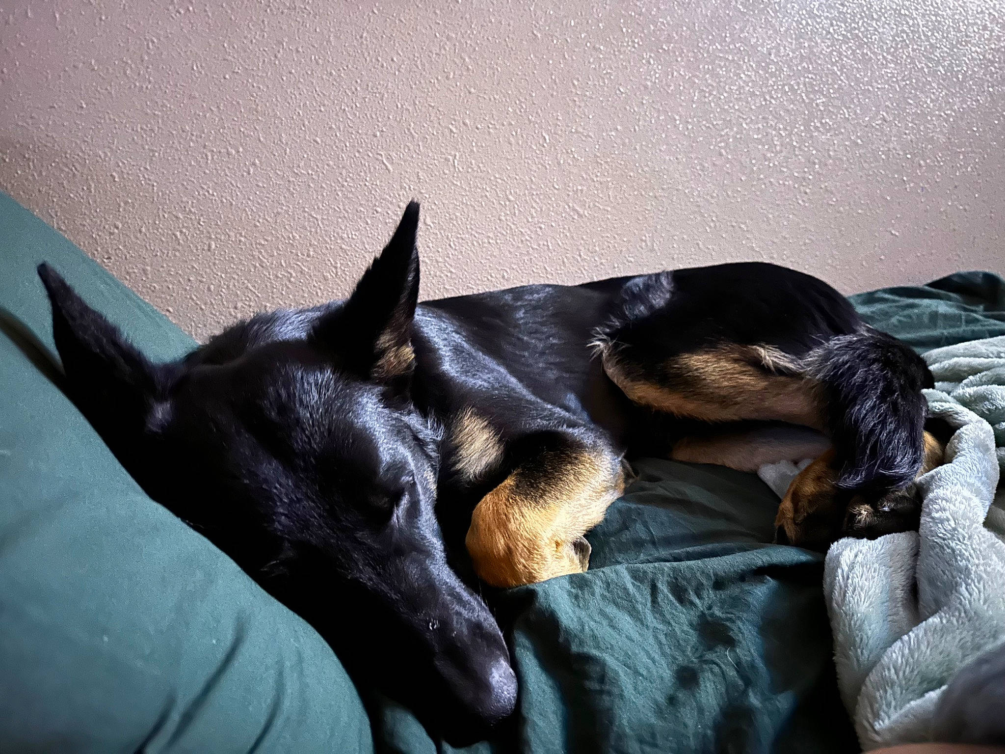 Maverick joined the competition — help win amazing prizes! canidae, carnivore, comfort, companion_dog, dobermann, dog, dog_breed, ear, fur, guard_dog, paw, pinscher, prazsky_krysarik, snout, sporting_group, terrestrial_animal, toy_dog, whiskers, working_animal, working_dog