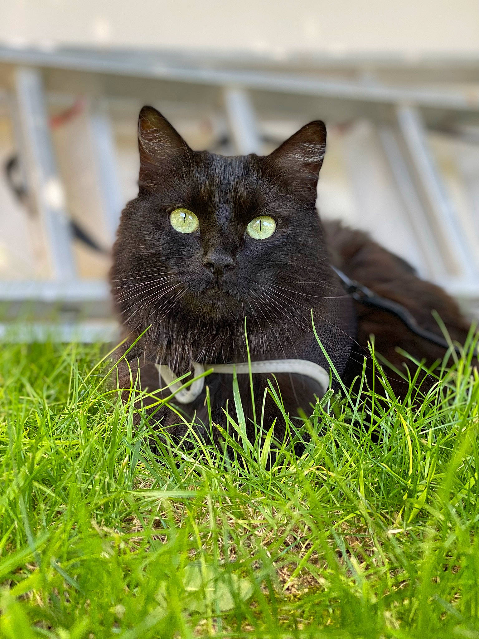 Nymeria a rejoint le concours — aidez-le/la à gagner de superbes lots ! black_cat, bombay, carnivore, cat, curious, domestic_short_haired_cat, eye, felidae, fur, grass, groundcover, plant, small_to_medium_sized_cats, snout, tail, terrestrial_animal, whiskers