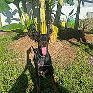 Phantom is registered to the contest to win money with this photo: dog, doberman, grass, banana_tree, outdoor, sunlight, yard, pet, animal, tongue_out, happy, shadow, ear_taping, nature, fence, house, greenery, summer, playful, canine