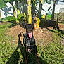 dog, doberman, grass, banana_tree, outdoor, sunlight, yard, pet, animal, tongue_out, happy, shadow, ear_taping, nature, fence, house, greenery, summer, playful, canine