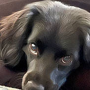 Maverick joined the competition — help win amazing prizes! dog, black_dog, pet, animal, close_up, face, fur, eyes, resting, indoor, soft_light, expression, cute, mammal, canine, portrait, head, nose, whiskers, cozy