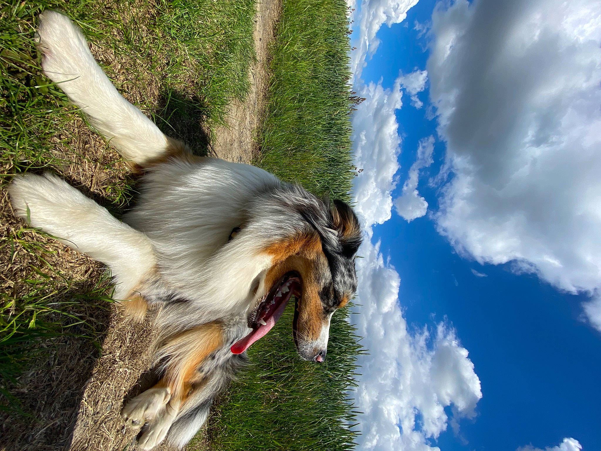 Surya a rejoint le concours — aidez-le/la à gagner de superbes lots ! australian_shepherd, canidae, carnivore, cloud, collar, companion_dog, cumulus, dog, dog_breed, fur, grass, plant, sky, snout, sporting_group, tail, tree, water, wildlife, wing