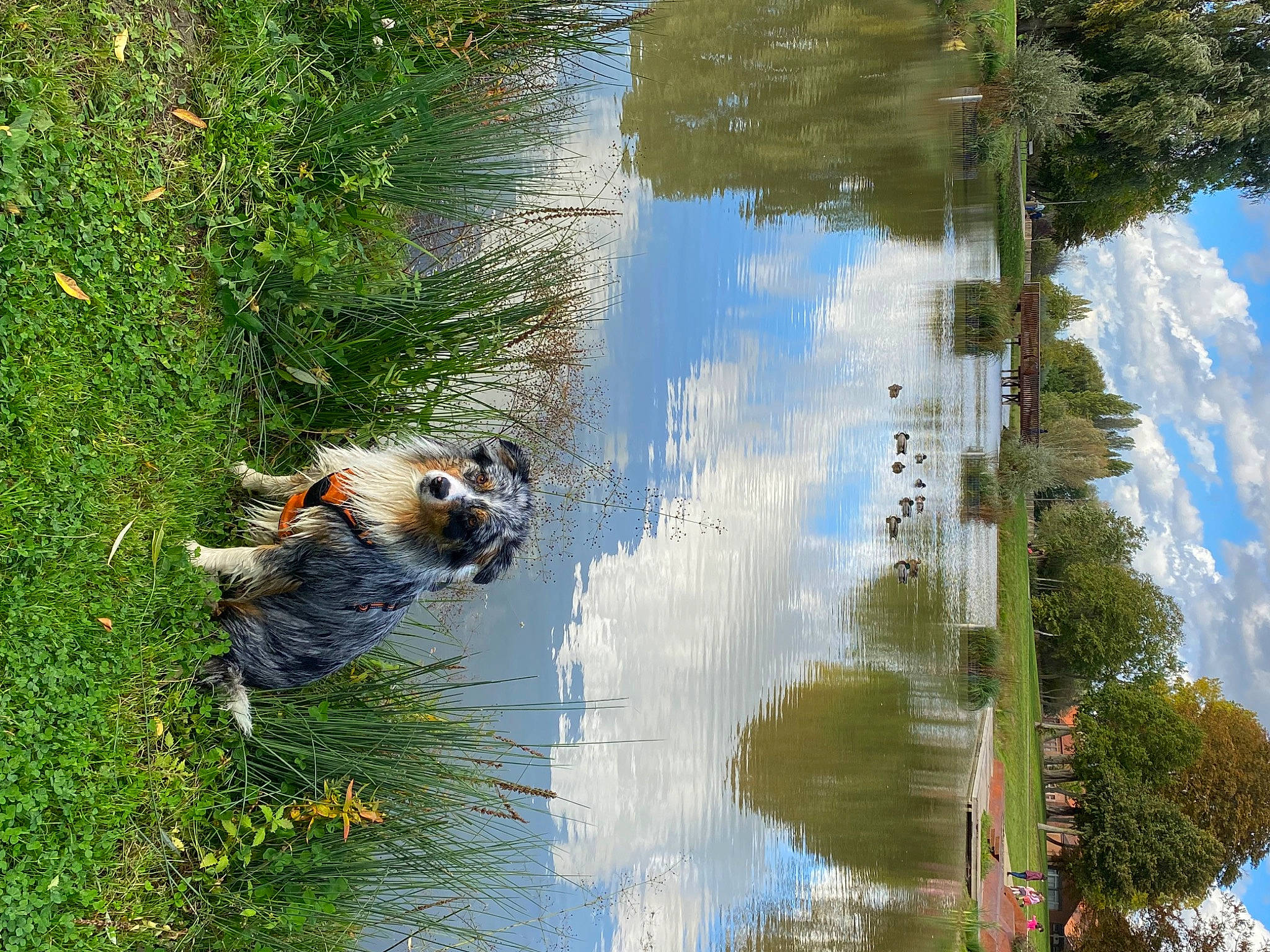 Surya a rejoint le concours — aidez-le/la à gagner de superbes lots ! art, bank, biome, body_of_water, carnivore, cloud, dog, freshwater_marsh, grass, lacustrine_plain, lake, landscape, natural_landscape, plant, sky, tree, water, watercourse, wetland, working_animal