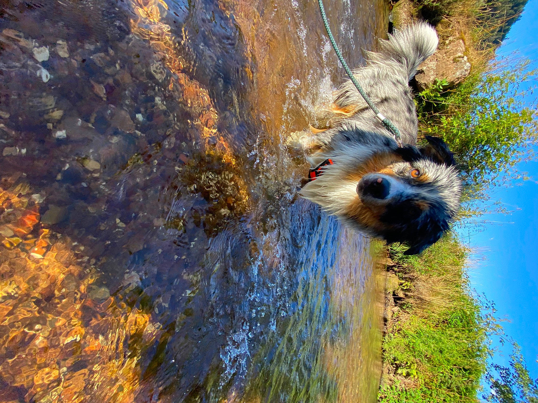 Surya a rejoint le concours — aidez-le/la à gagner de superbes lots ! body_of_water, grass, landscape, natural_landscape, palm_tree, plant, reflection, rock, sky, soil, tree, trunk, vegetation, water, watercourse, wildlife, window, wood