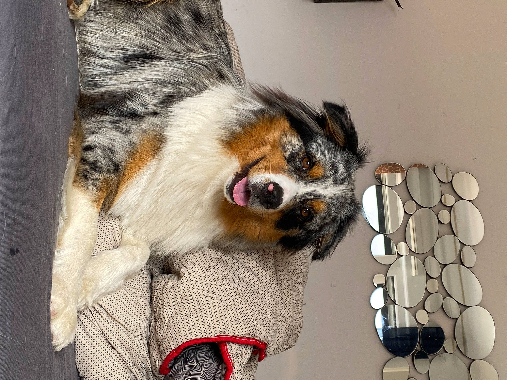 Surya participe au concours pour gagner de l'argent avec cette photo : animal_shelter, canidae, carnivore, circle, collar, companion_dog, dog, dog_breed, dog_supply, fawn, fur, mesh, pet_supply, snout, sporting_group, tail, terrestrial_animal, toy_dog, whiskers, working_dog