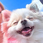 Betty White is registered to the contest to win money with this photo: animal, blue_sky, canine, closeup, clouds, cute, dog, face, fluffy, fur, happy, head, joyful, outdoor, pet, pomeranian, portrait, smiling, sunlight, tongue