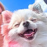 animal, blue_sky, canine, closeup, clouds, cute, dog, face, fluffy, fur, happy, head, joyful, outdoor, pet, pomeranian, portrait, smiling, sunlight, tongue