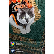 Mochi is registered to the contest to win money with this photo: battery_icon, camera_icon, cat, costume, feline, flashlight_icon, green_eyes, indoor, lock_screen, notifications, orange_bow, patterned_carpet, paws, pet, portrait, screenshot, siri_icon, tiktok_icon, tutu, whiskers