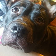 Remi is registered to the contest to win money with this photo: dog, black_dog, close_up, pet, indoor, person, phone, blurred_background, resting, face, nose, eye, fur, curious, leg, human, casual, warm_lighting, portrait, animal