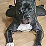 Remi is registered to the contest to win money with this photo: dog, black_dog, white_paws, white_chest, lying_down, wooden_floor, pet, animal, indoors, resting, sleeping, ears_up, canine, mammal, paw, flooring, close_up, calm, peaceful, domestic_animal