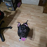 Remi joined the competition — help win amazing prizes! animal, black_dog, chair, dog, door, drawer_unit, ears_up, floor, flooring, happy, household, indoor, looking_up, pet, room, shadow, sitting, tongue_out, white_paws, wooden_floor