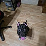 dog, black_dog, pet, floor, wooden_floor, indoor, tongue_out, happy, sitting, ears_up, white_paws, household, chair, drawer_unit, door, shadow, looking_up, flooring, room, animal