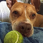 Chaz is registered to the contest to win money with this photo: animal, blanket, brown_dog, close_up, companion, cozy, curious, dog, ears, focus, furniture, indoor, living_room, pet, playing, resting, snout, soft_lighting, tennis_ball, toy