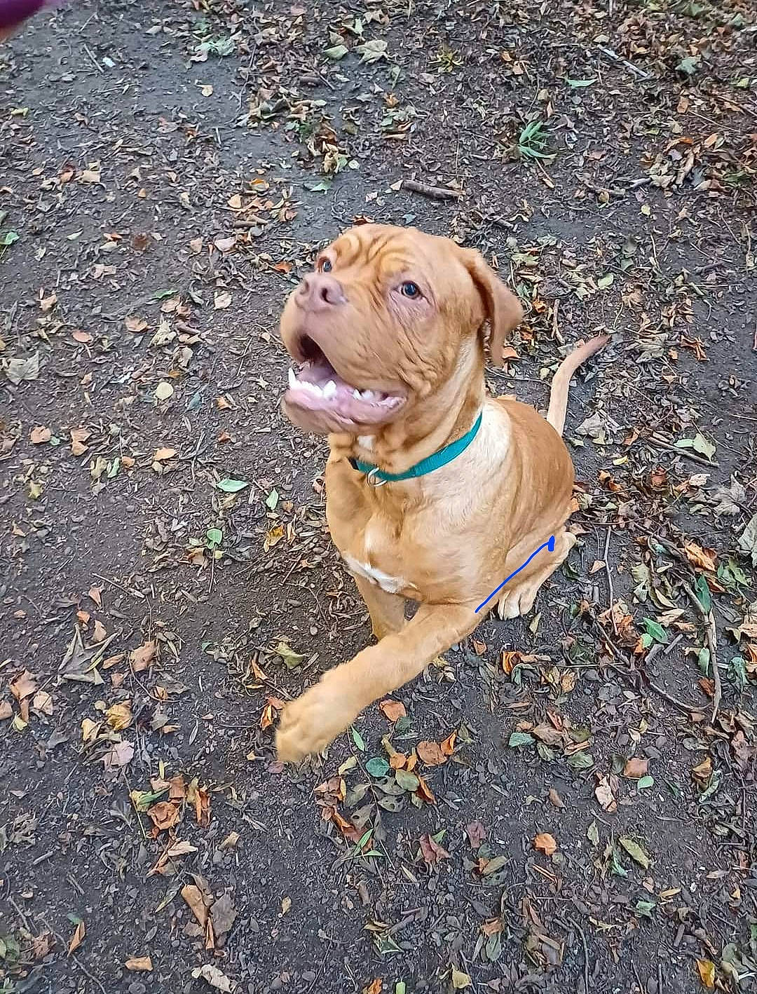 Roy joined the competition — help win amazing prizes! asphalt, carnivore, collar, companion_dog, dog, dog_breed, dog_collar, fawn, grass, leash, liver, plant, road_surface, snout, soil, sporting_group, tail, tree, working_animal, wrinkle