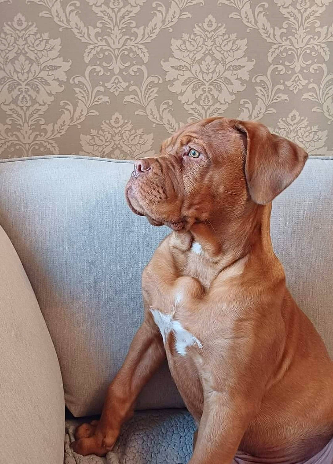 Roy joined the competition — help win amazing prizes! canidae, carnivore, comfort, companion_dog, dog, dog_breed, fawn, liver, non_sporting_group, peach, sporting_group, tail, terrestrial_animal, wood, working_animal, working_dog, wrinkle