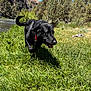 dog, black_dog, grass, river, trees, outdoor, nature, collar, happy, sunny, landscape, mountains, rocks, walking, canine, greenery, daytime, animal, pet, scenic