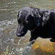 Bo Bo joined the competition — help win amazing prizes! dog, black_dog, water, stream, outdoor, animal, pet, nature, wet, sunlight, reflection, grass, riverbank, mammal, playing, daylight, fur, collar, paw, splash