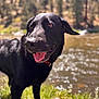 dog, black_dog, outdoor, river, grass, tongue_out, sunlight, nature, water, forest, pet, happy, animal, summer, boots, blurred_background, canine, daylight, collar, portrait