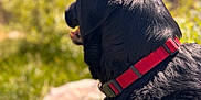 Bo Bo joined the competition — help win amazing prizes! dog, black_dog, red_collar, outdoor, nature, sunlight, grass, blurred_background, animal, pet, canine, fur, back_view, daylight, mountains, scenery, mammal, collar, animal_outdoor, looking_away