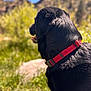 dog, black_dog, red_collar, outdoor, nature, sunlight, grass, blurred_background, animal, pet, canine, fur, back_view, daylight, mountains, scenery, mammal, collar, animal_outdoor, looking_away