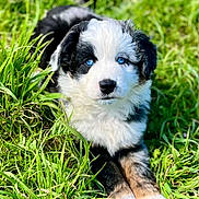 Pepper is registered to the contest to win money with this photo: puppy, dog, grass, blue_eyes, outdoor, cute, fluffy, animal, pet, nature, young_dog, lying_down, adorable, fur, mammal, relaxed, greenery, playful, summer, portrait