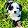 Pepper