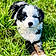 Pepper